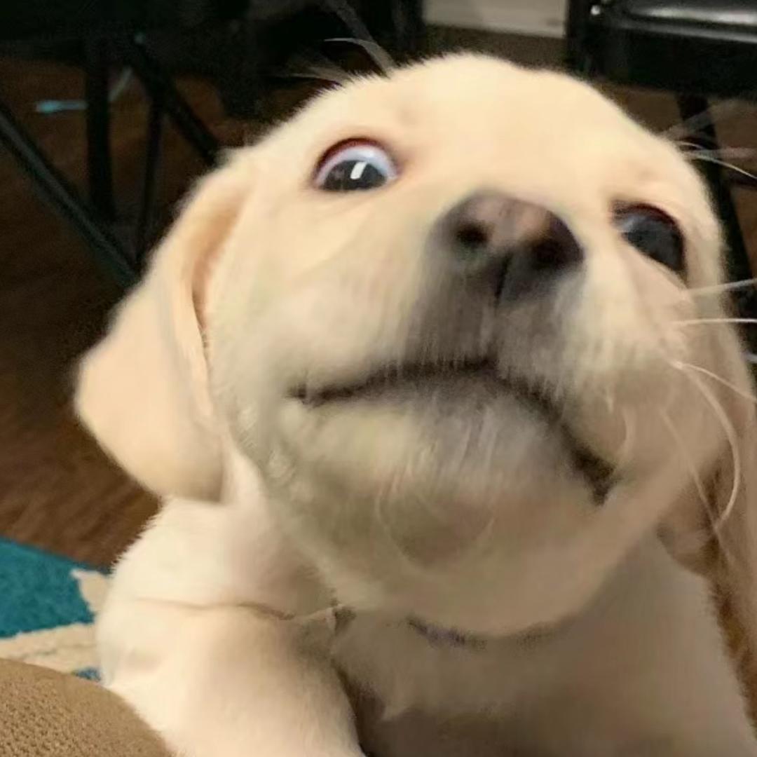 正经人斯内克@抖音