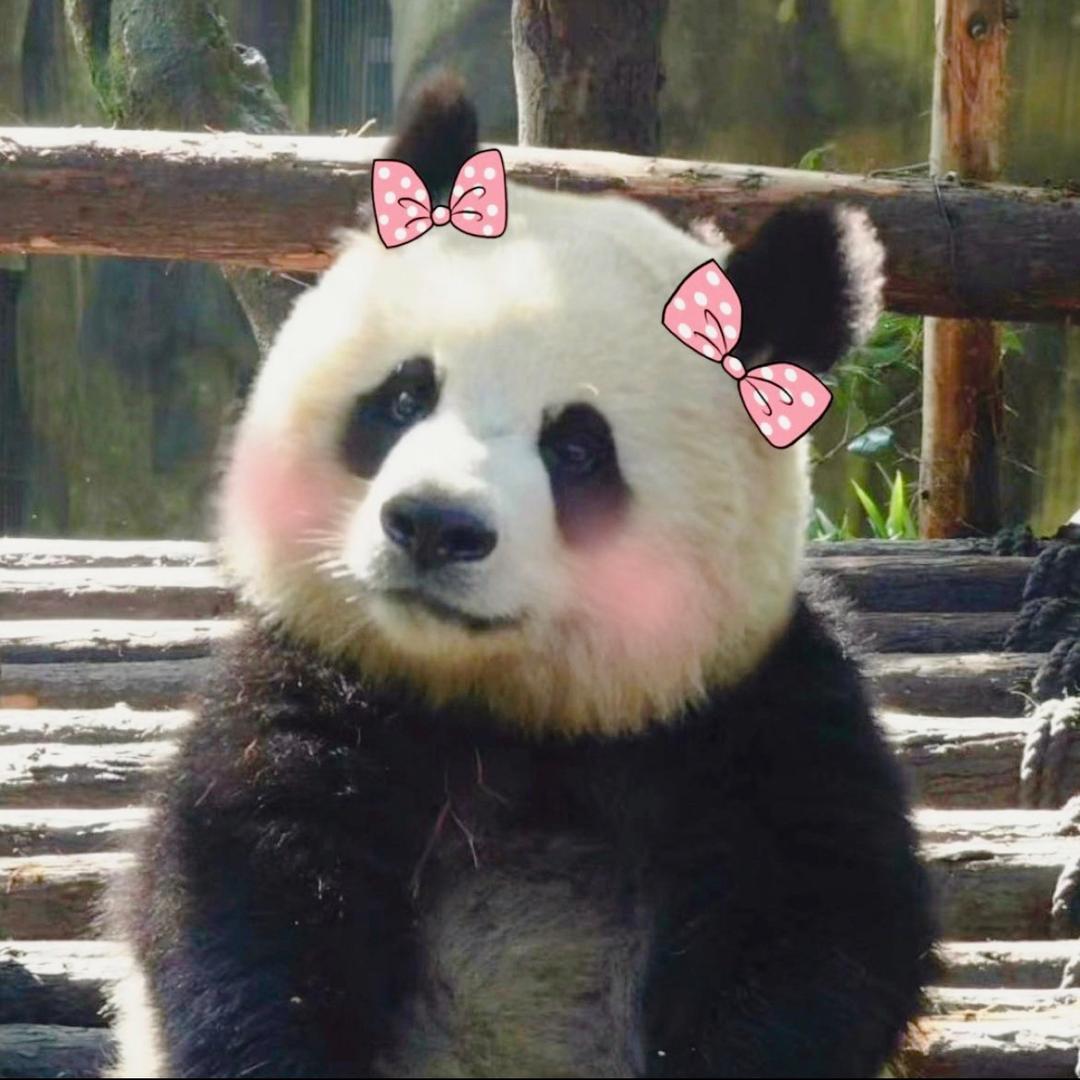 西伯利亚小蛤蟆