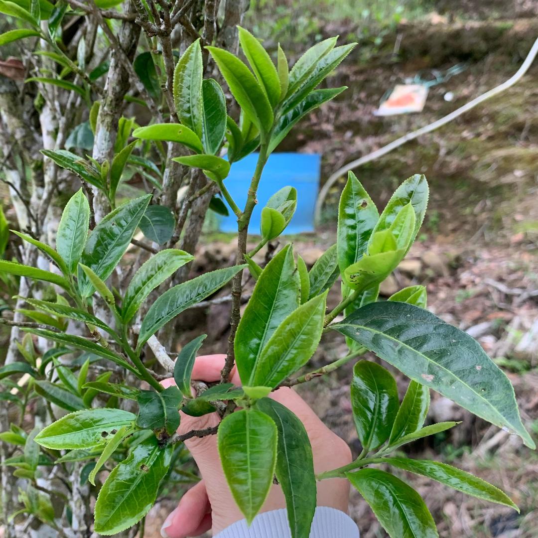 单枞女儿（深垭巅峰茶业）