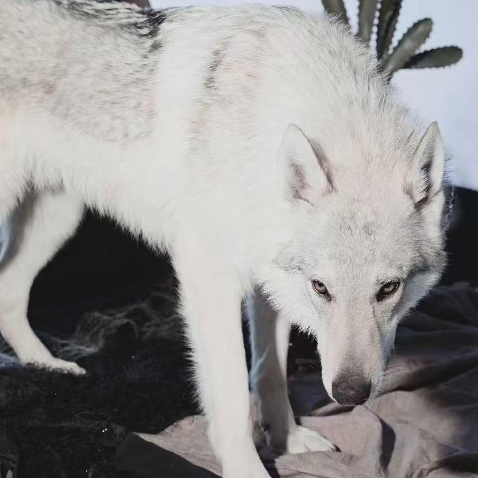 江南狼犬小院助理