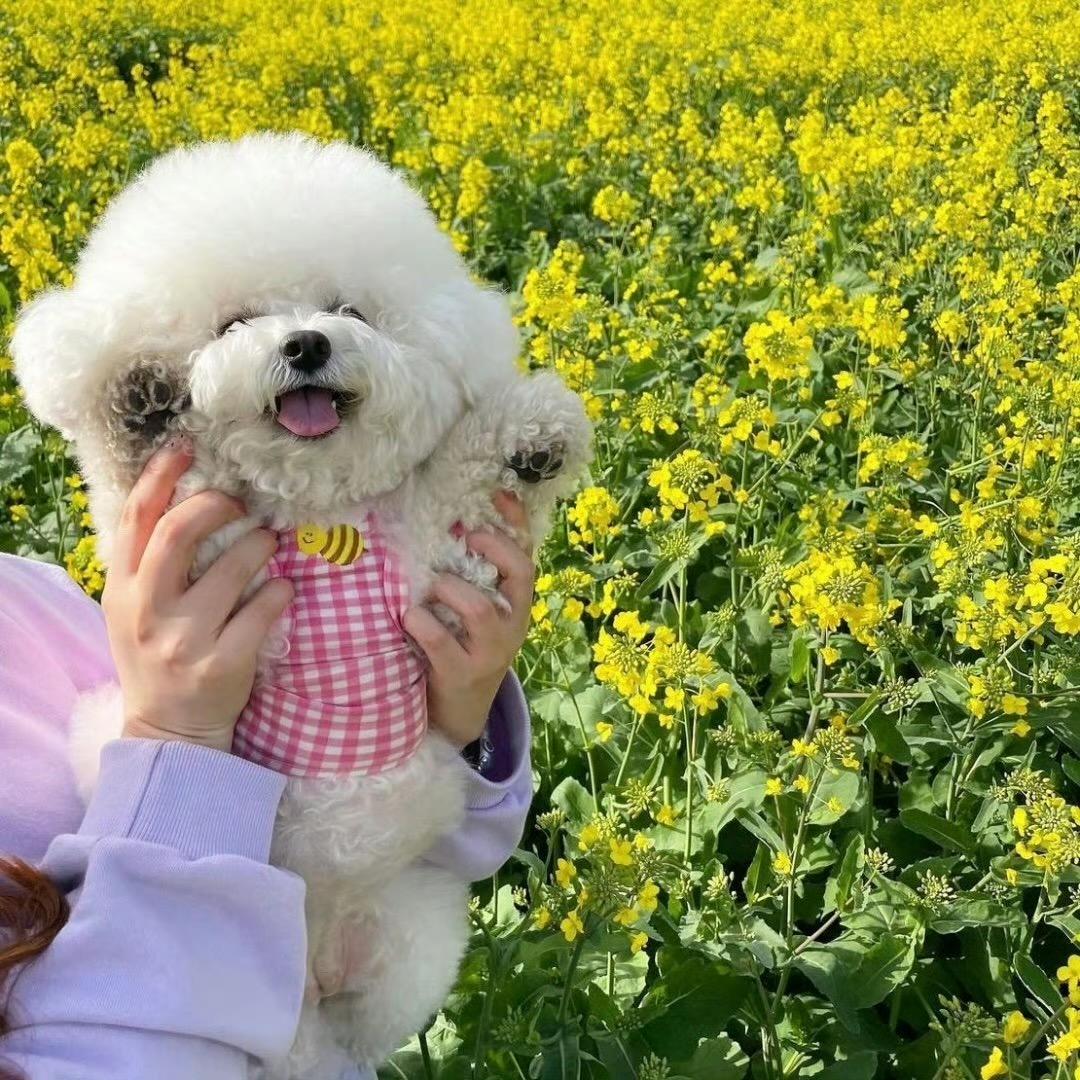 李不狗_