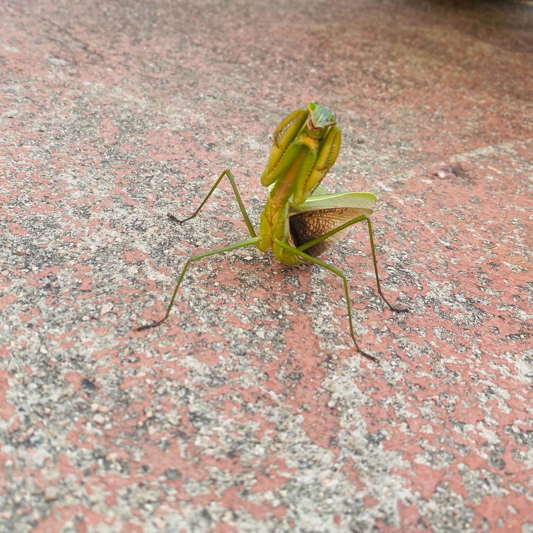 贝壳