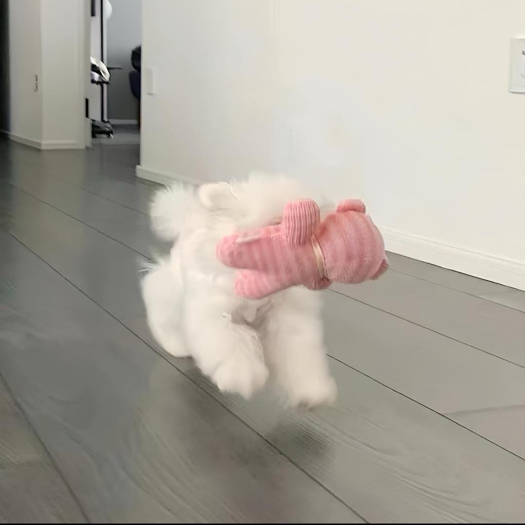 两颗兔牙