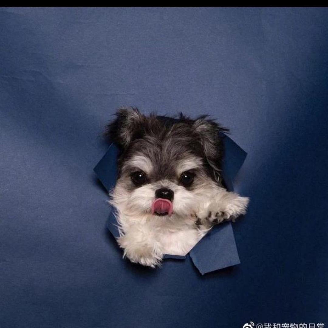寂树