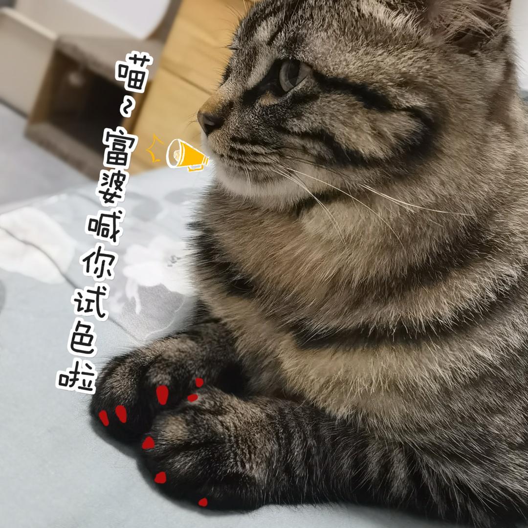 胖胖富婆在试色