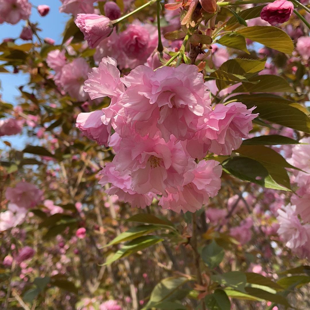 鄢陵新奇特园林绿化工程有限公司