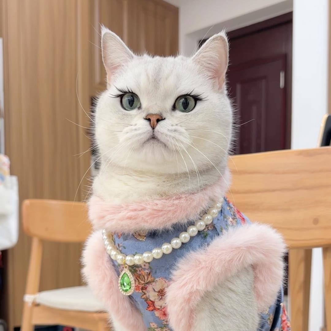 猫猫暖暖