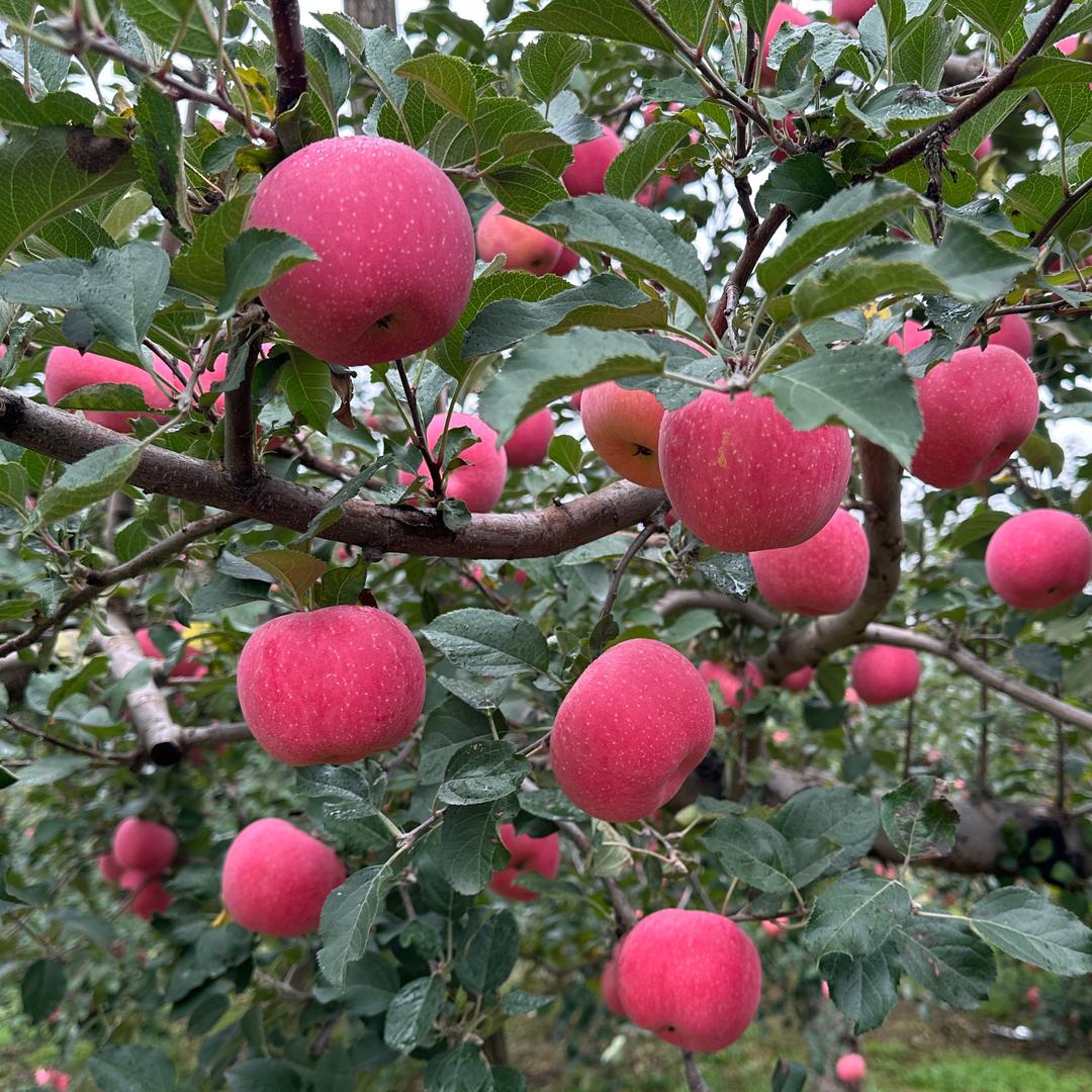 盼盼（正宗洛川苹果🍎）