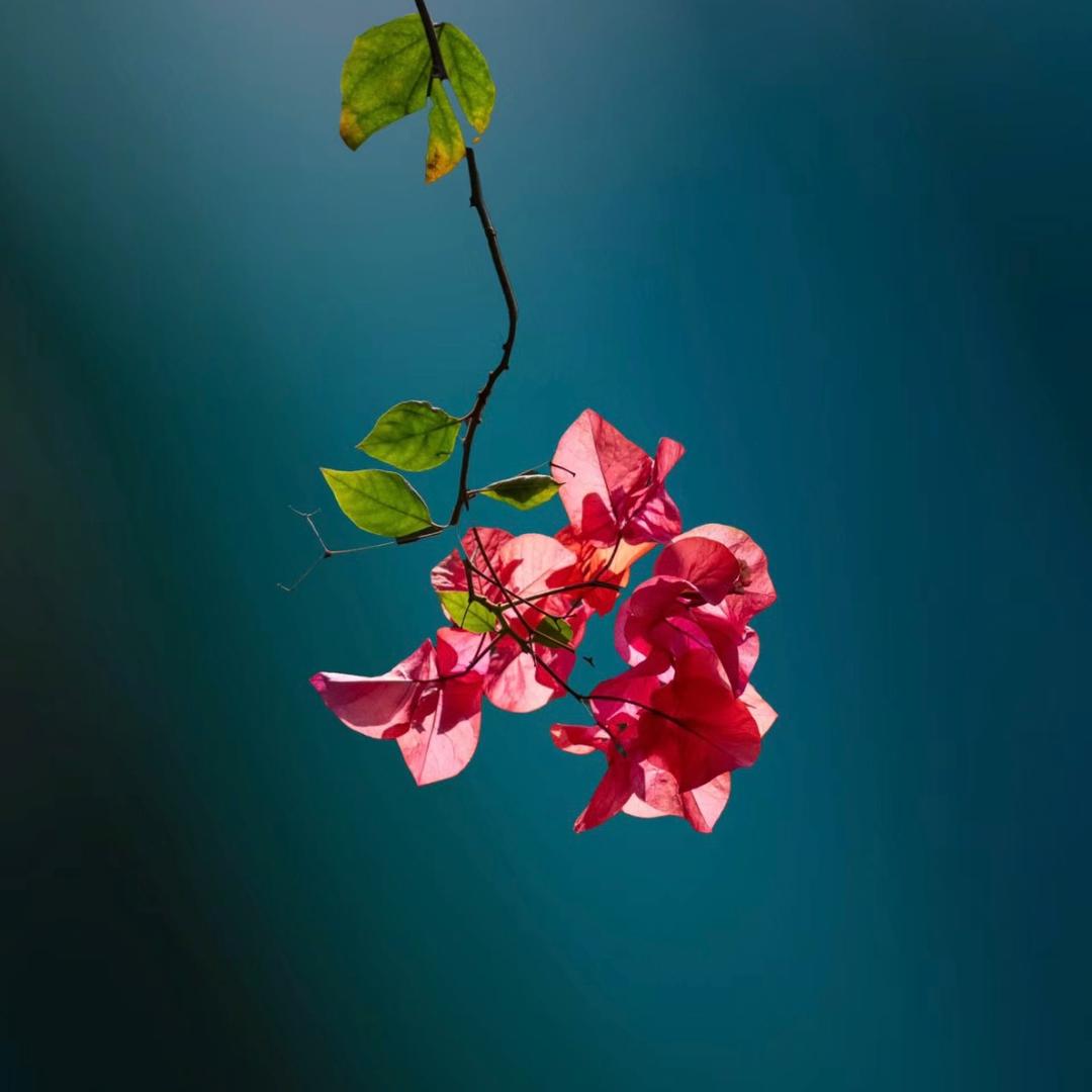 花卉世界三角梅