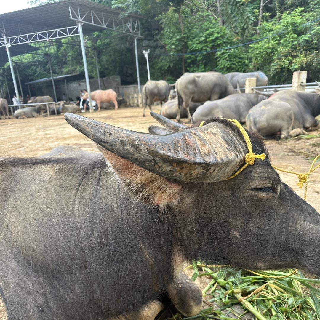 冯爱弟一品水牛肉