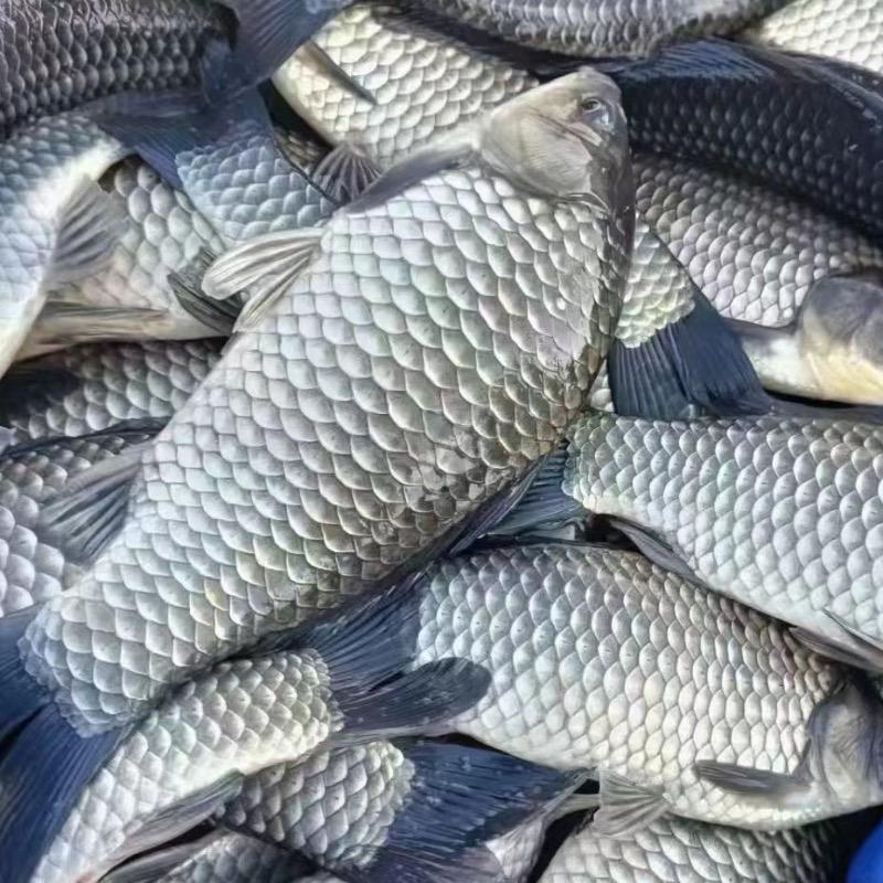 丰源水产养殖基地2