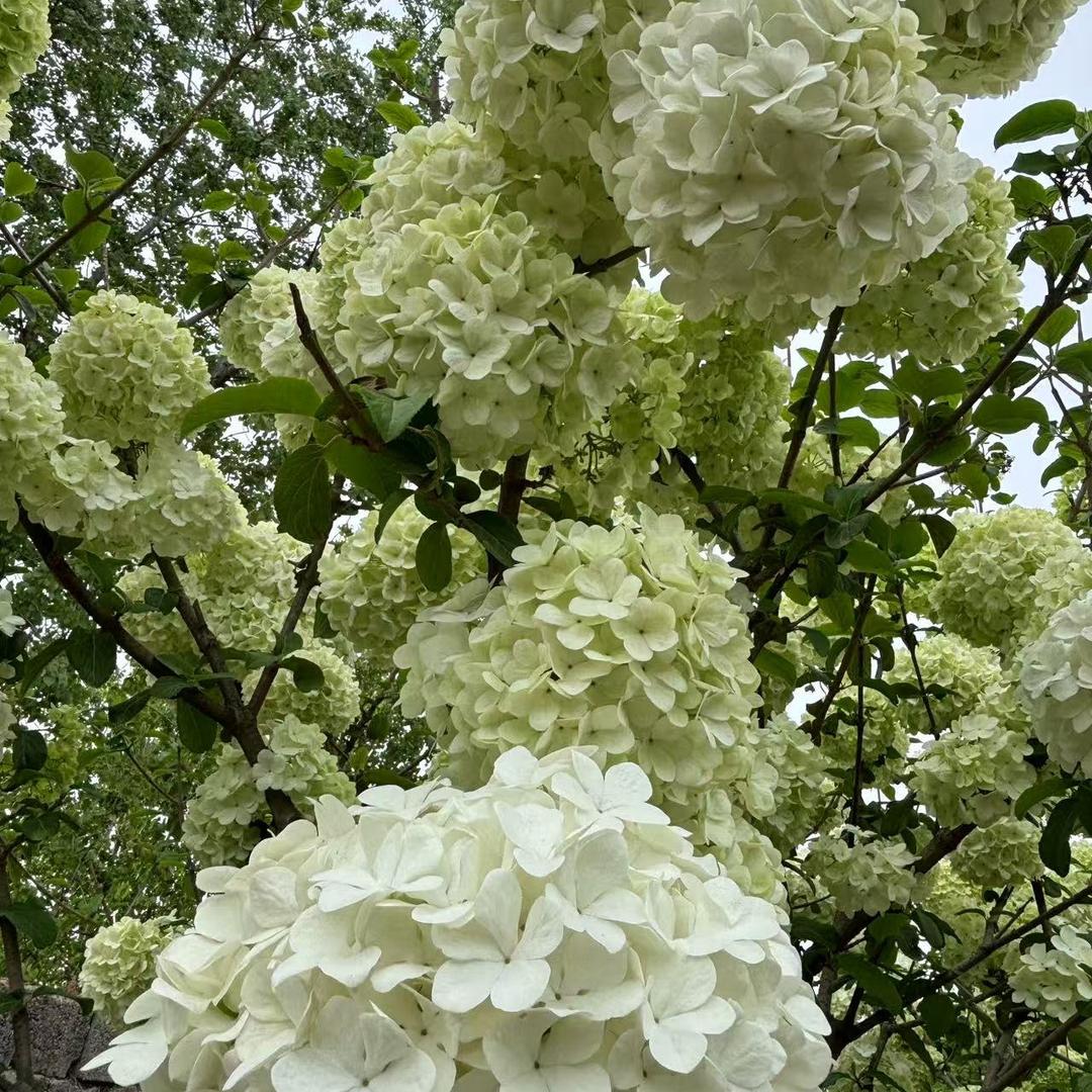 村头园艺（中华木绣球）