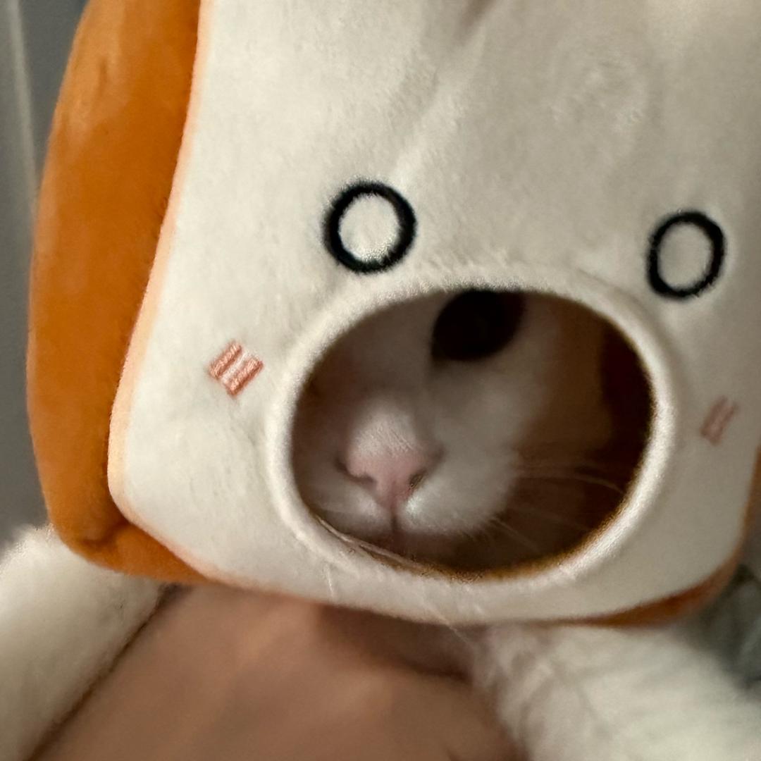 _小🐑