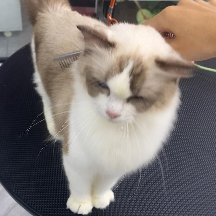 重生之我在桐庐洗猫