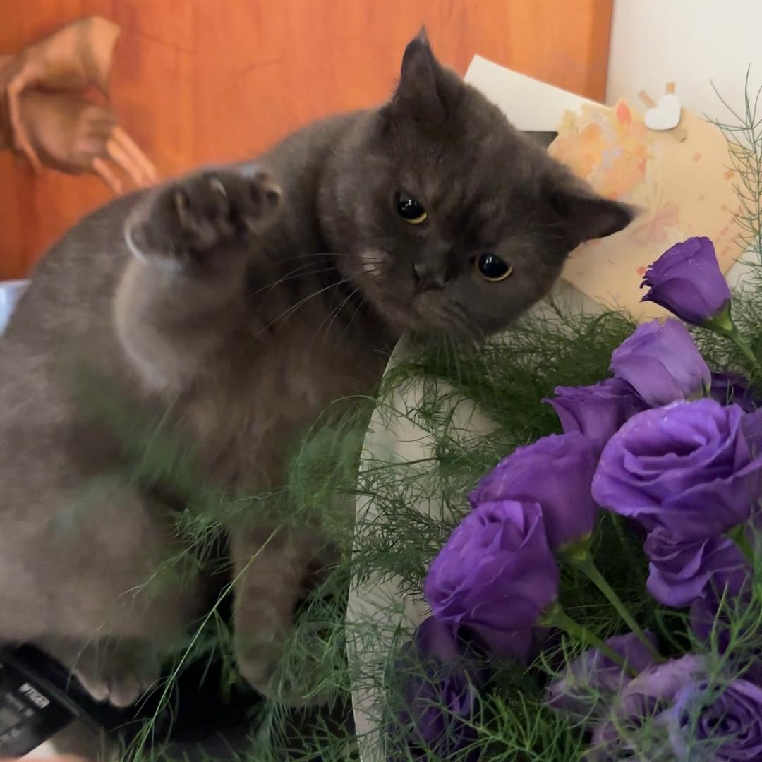 苏杉