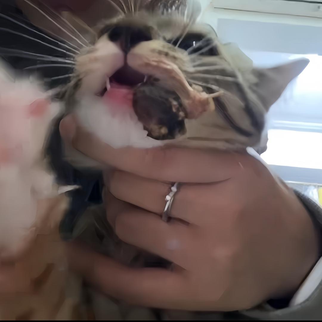 鹿木生