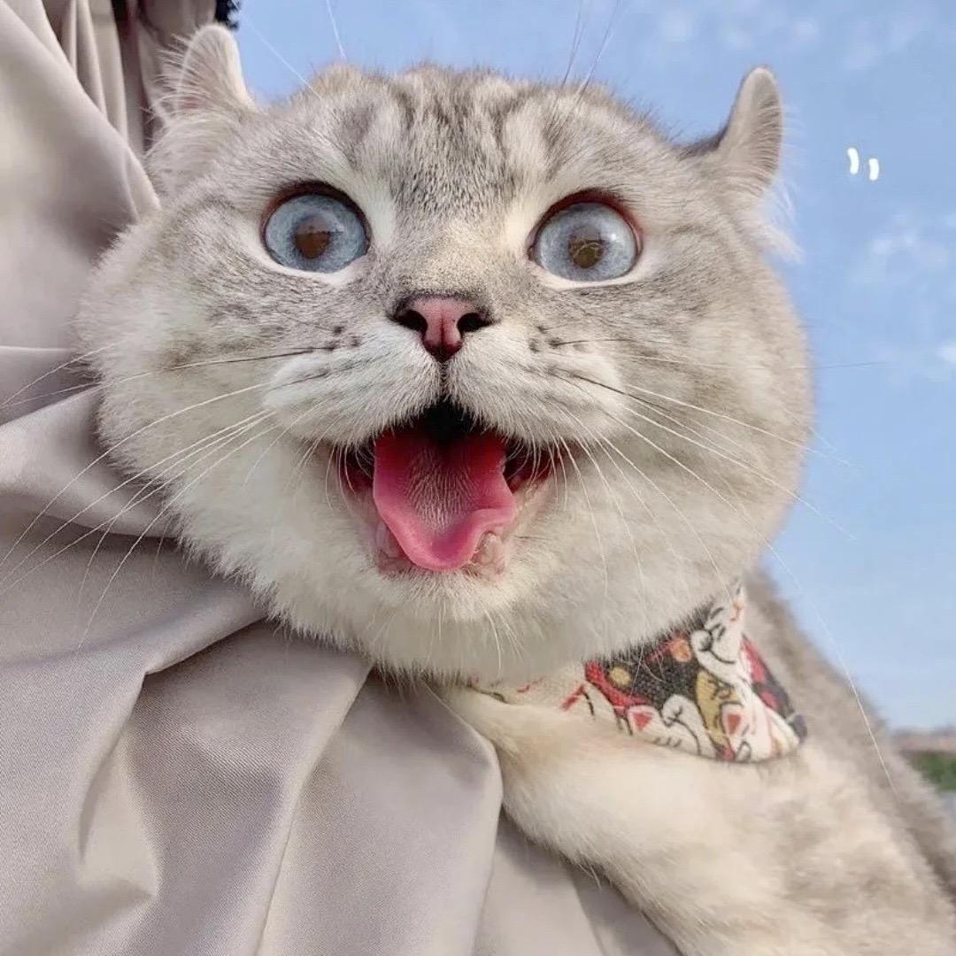小甜狗宠物