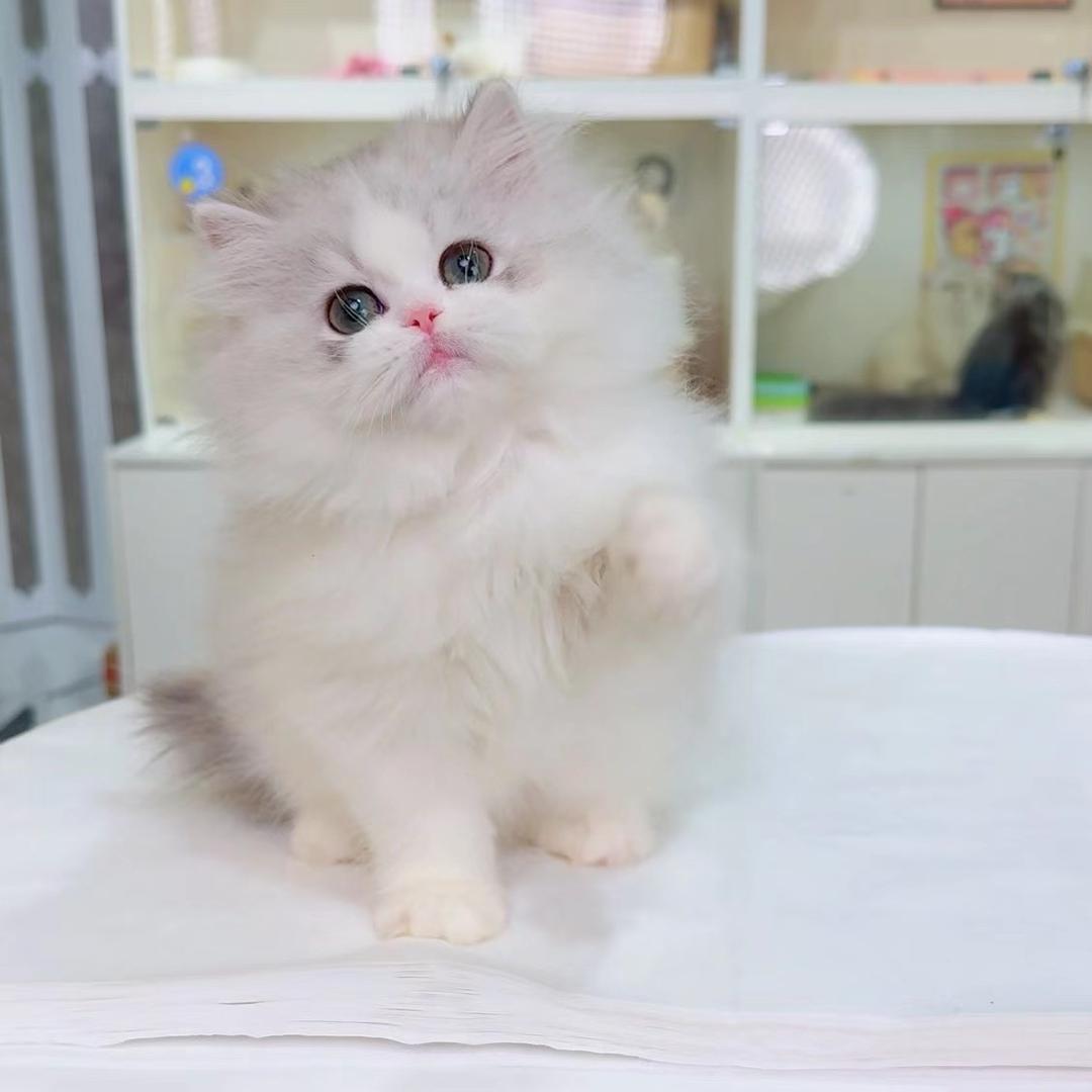 默默🍐