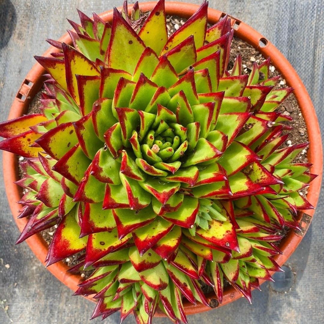 七彩多肉
