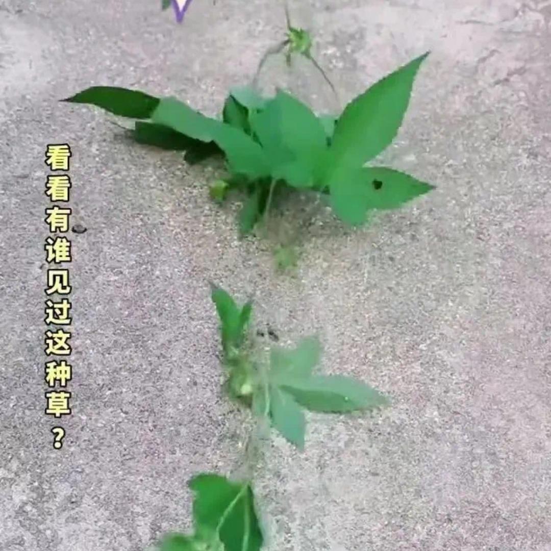 玲姐说健康2