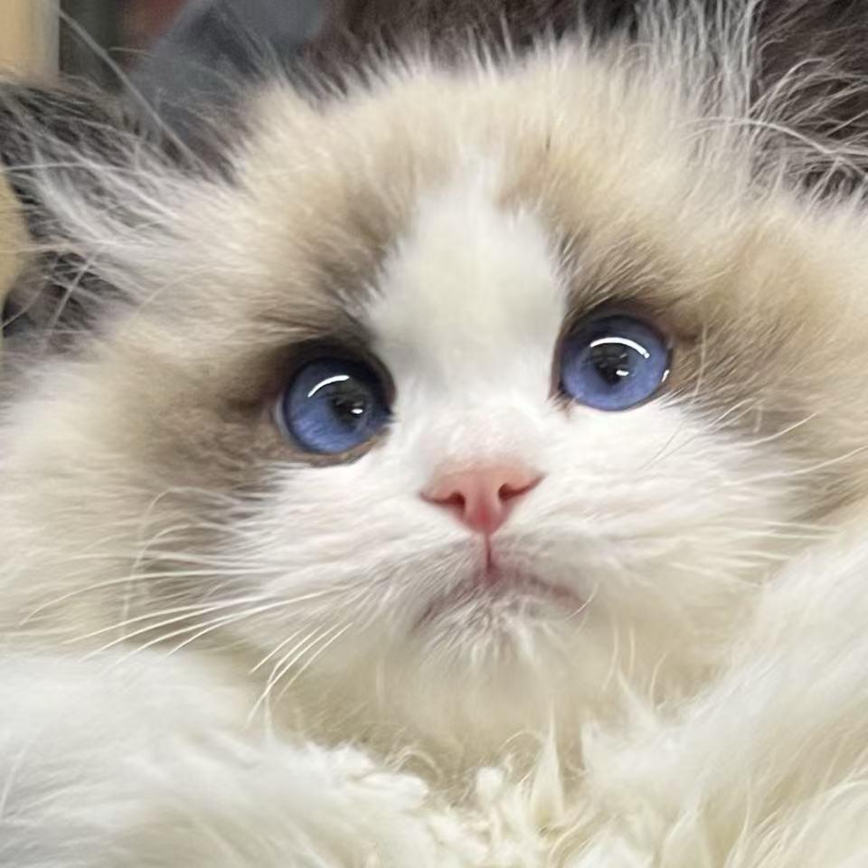 猫猫家