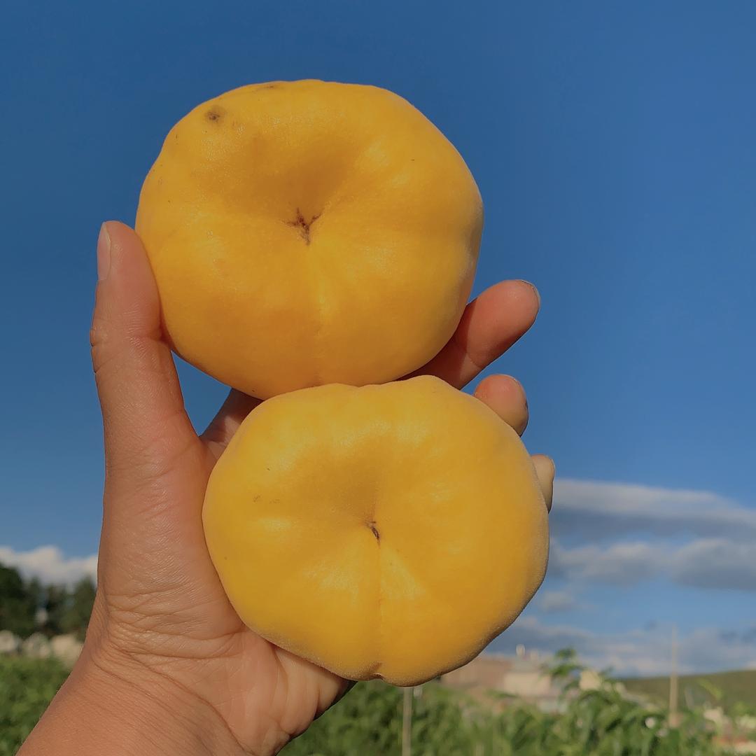 祥云歆瑶种植农民专业合作社