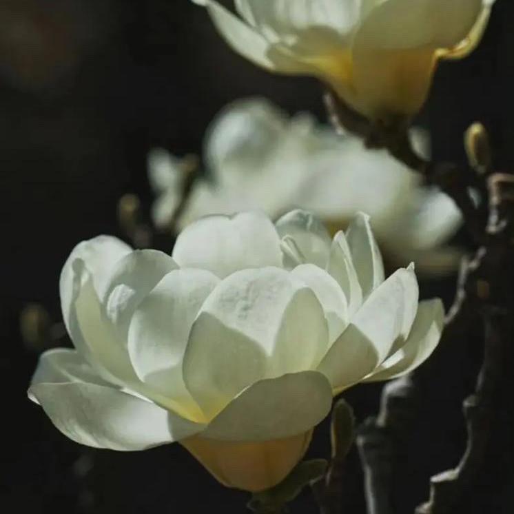 初心花卉