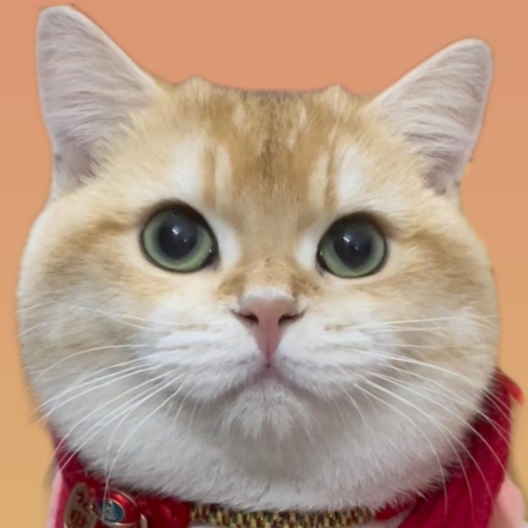 金球一家猫