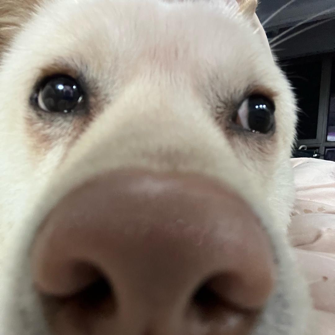 Y大王