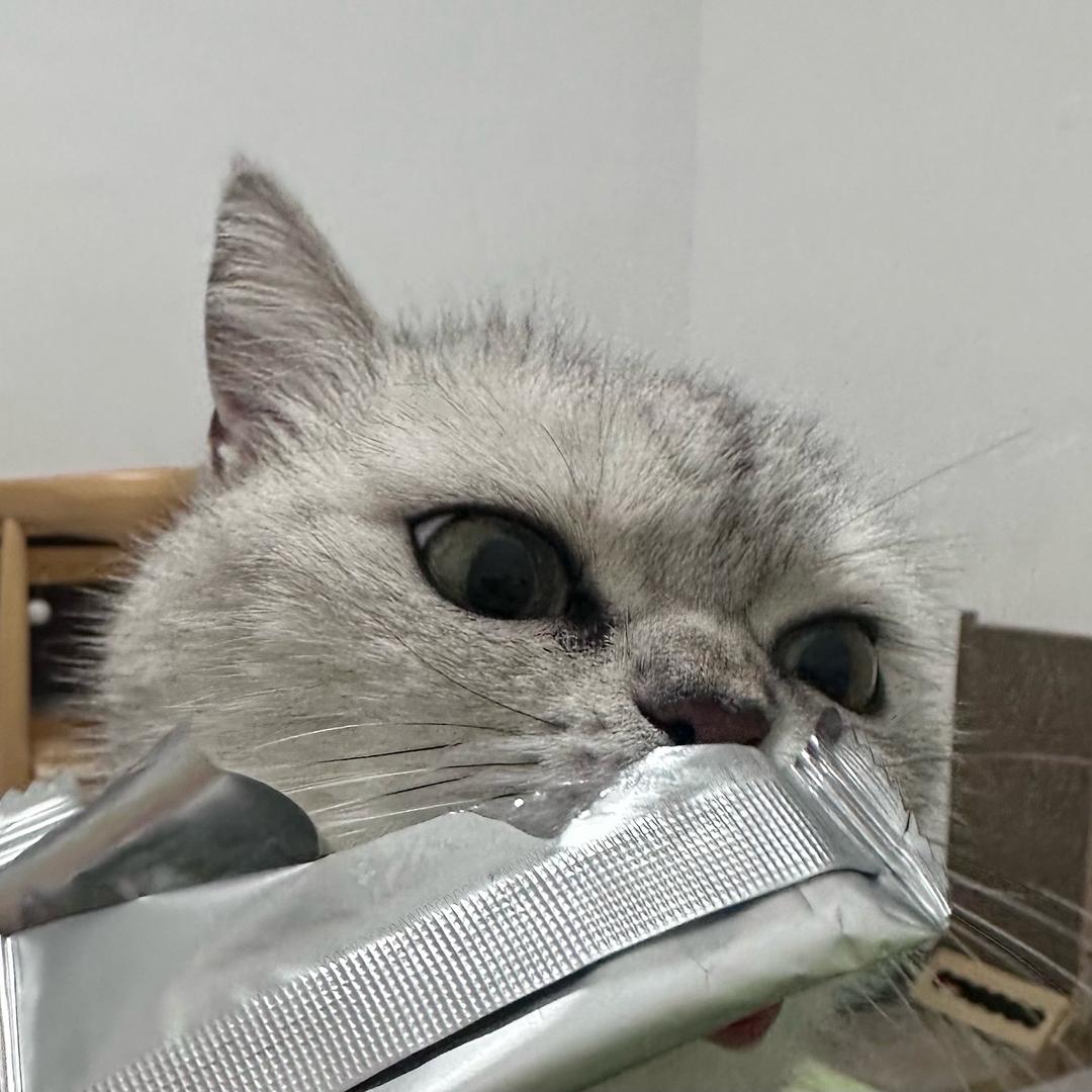 布丁是猫咪味儿的