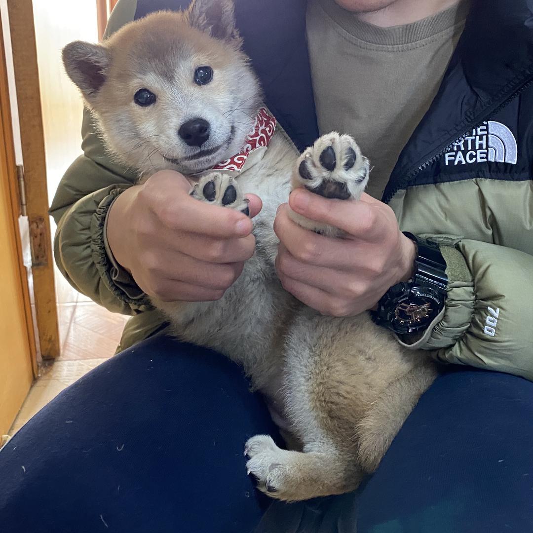 肥羊