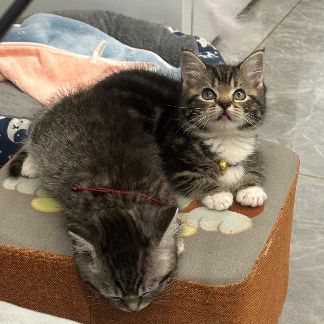 双胞胎汉堡和蛋挞-