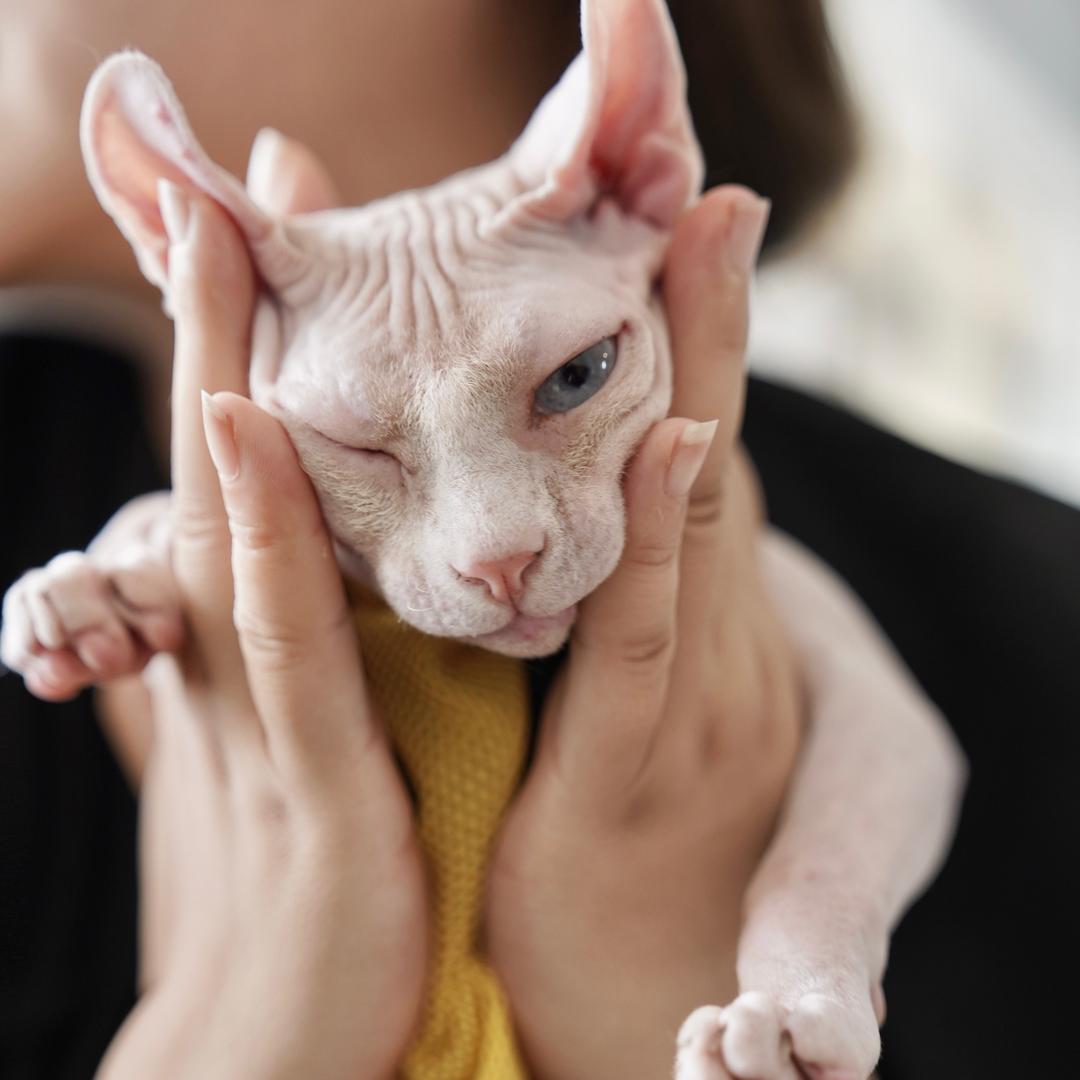 老唐不是隔壁的