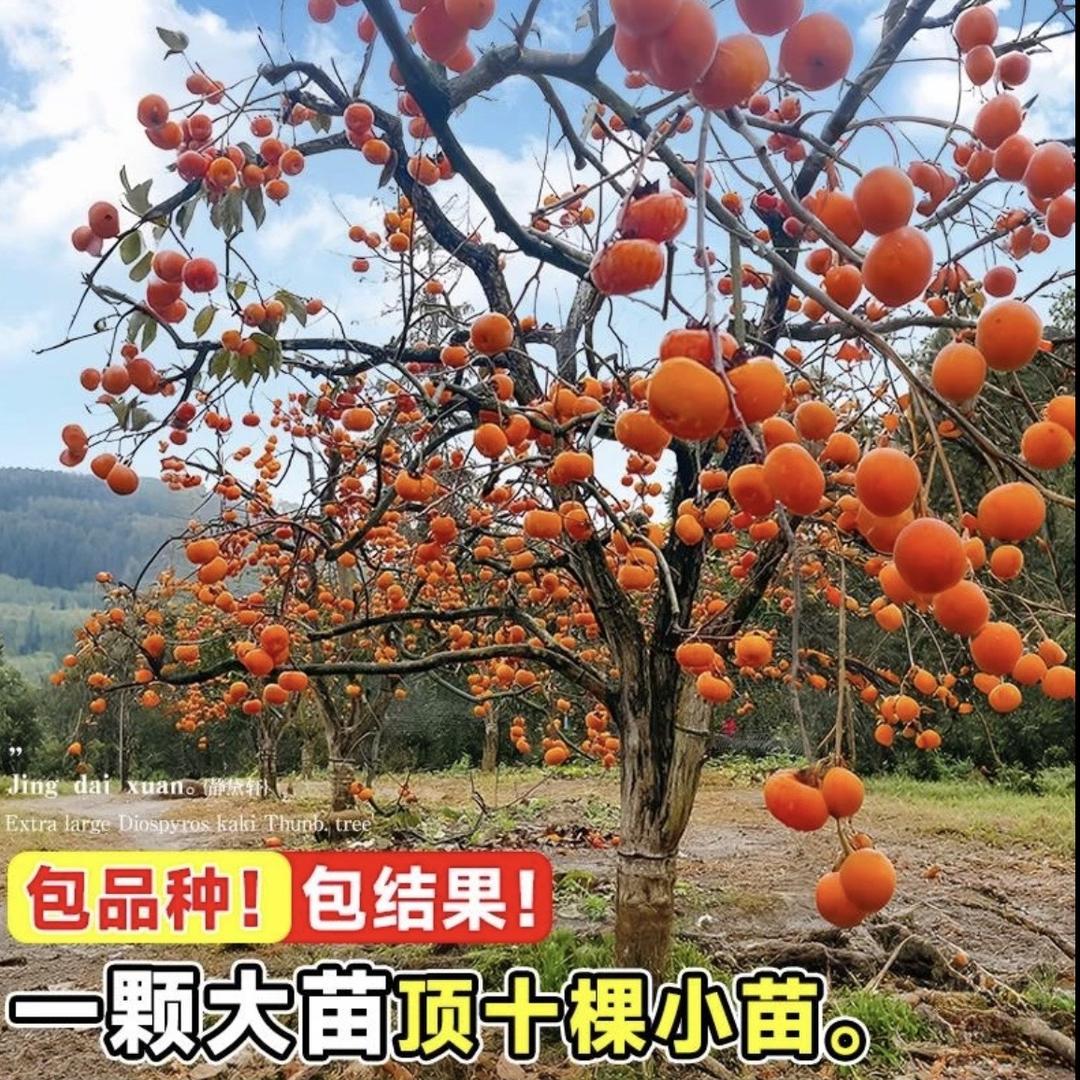倩园果树苗木专营店