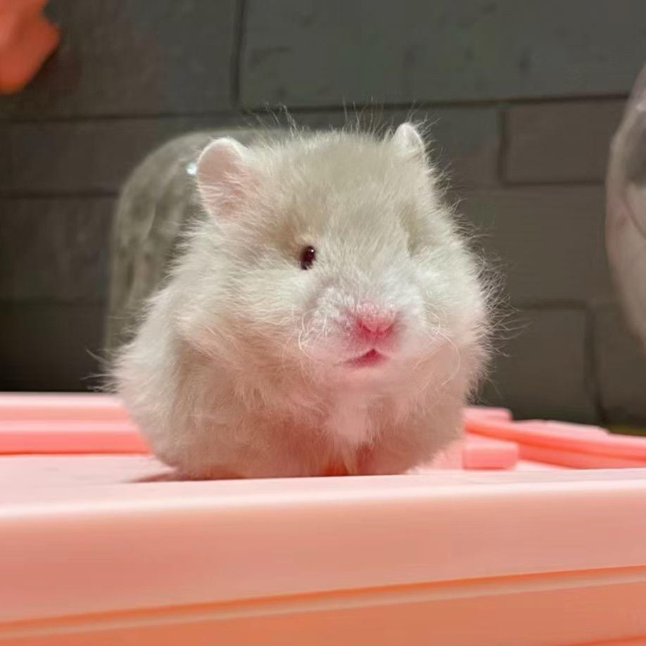 巧小熊