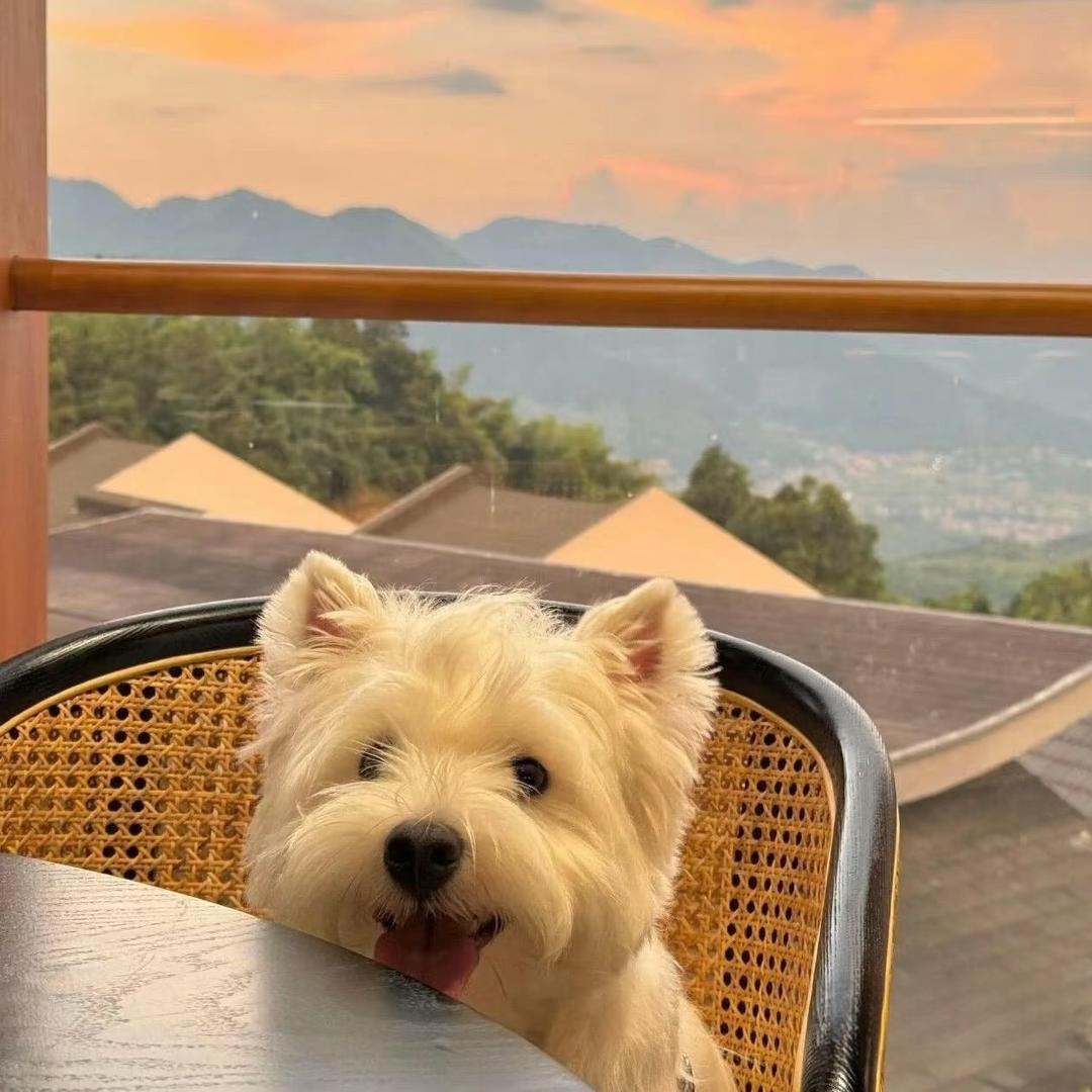 兽医^_^毛小仓