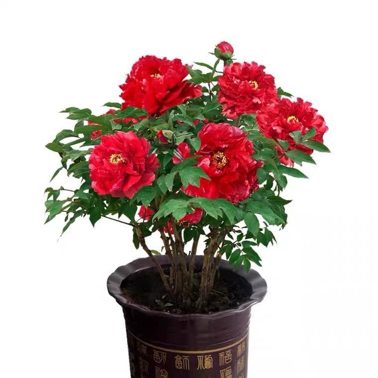 费莎花卉