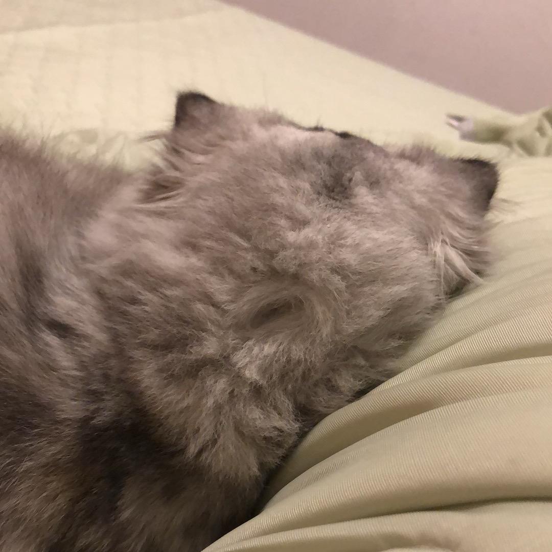 不爱喝奶茶的研发