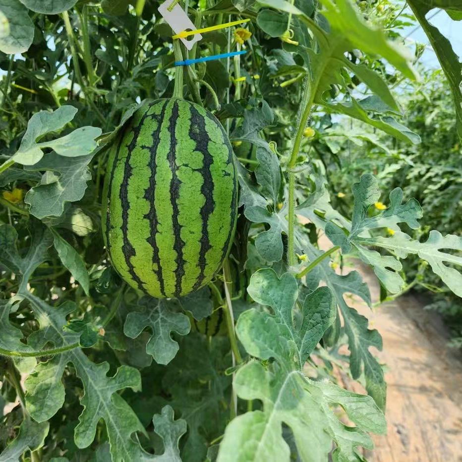 庞各庄伍月生鲜