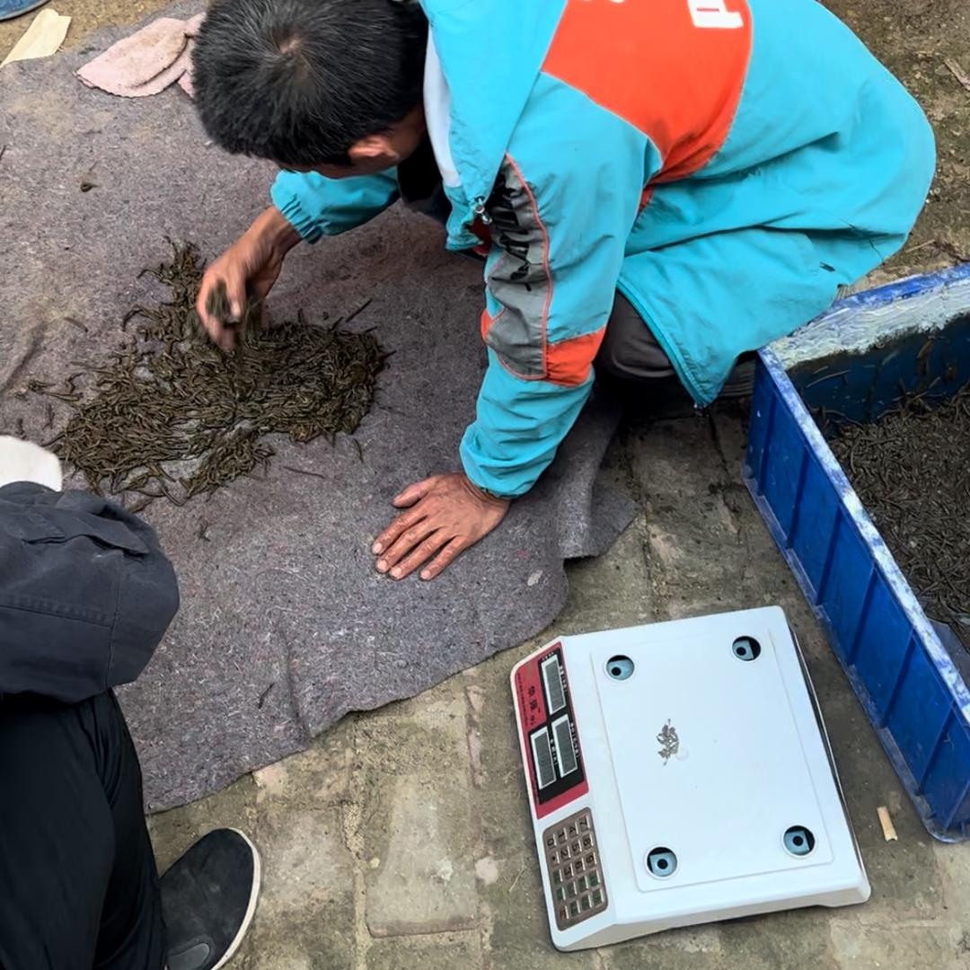老王抓蚂蟥