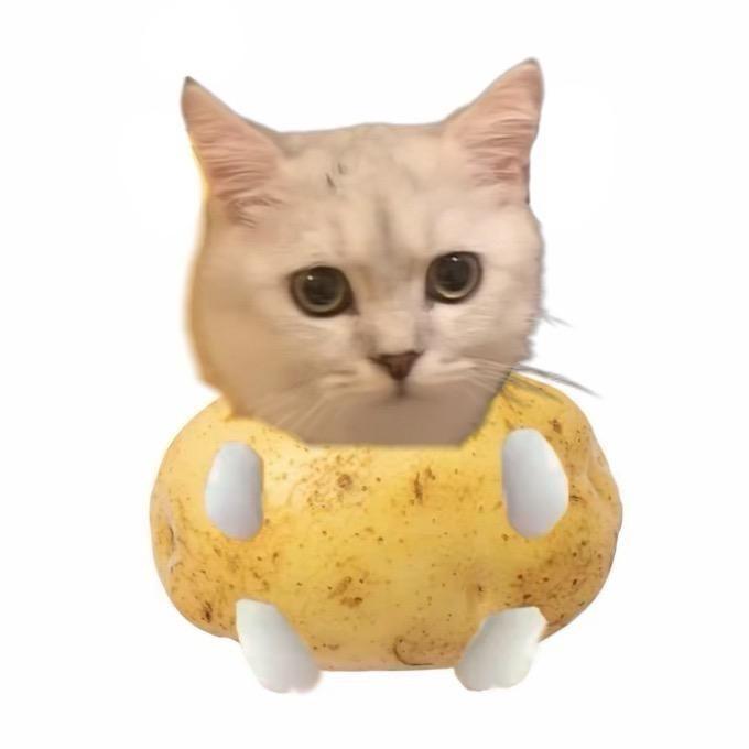 豆哥和十一弟