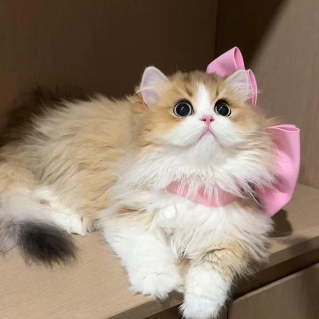 富贵小猫咪小铺