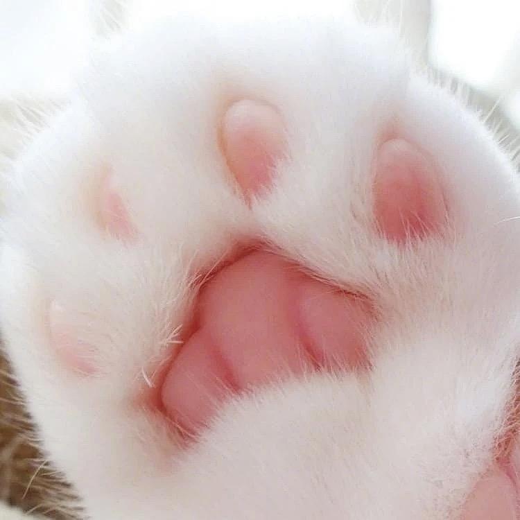 小爪生活