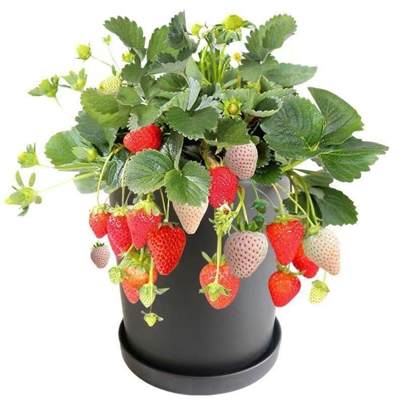 翠翠草莓秧小店