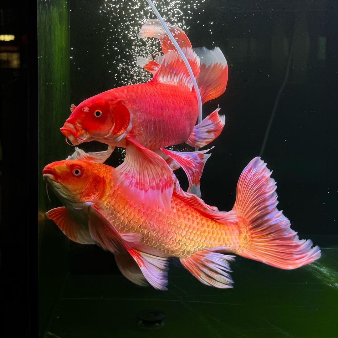 中合汇蝴蝶鲤-阿恒