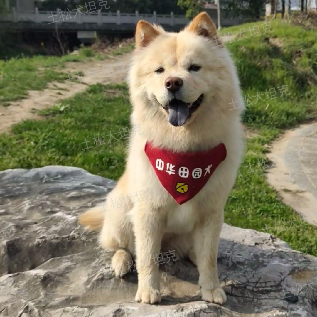 坦克犬舍直播号-看主页