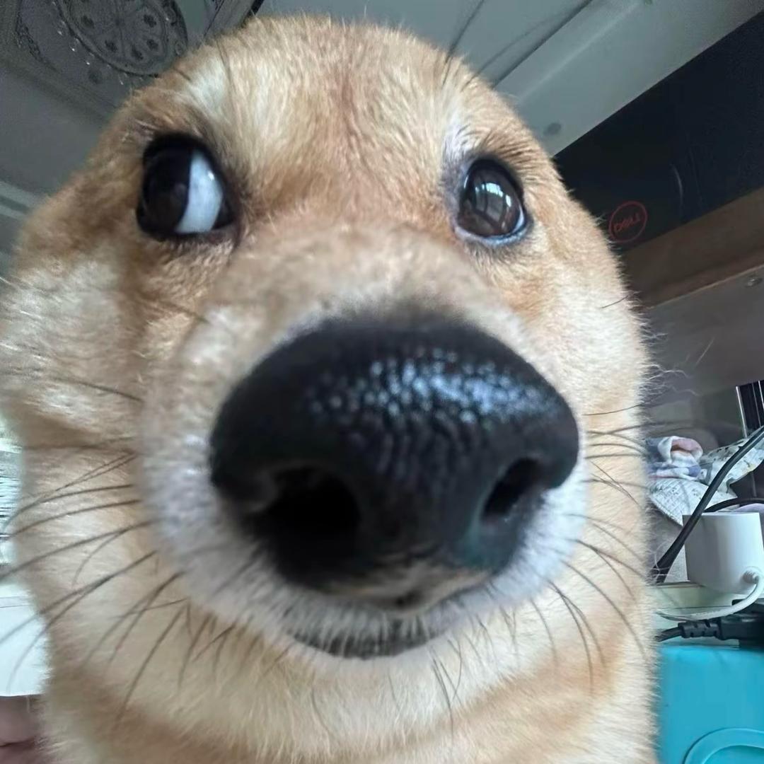 蓝鲤鱼与绿鲤鱼与驴