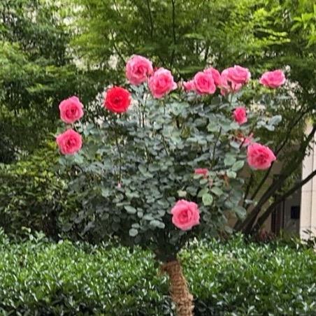 吉祥