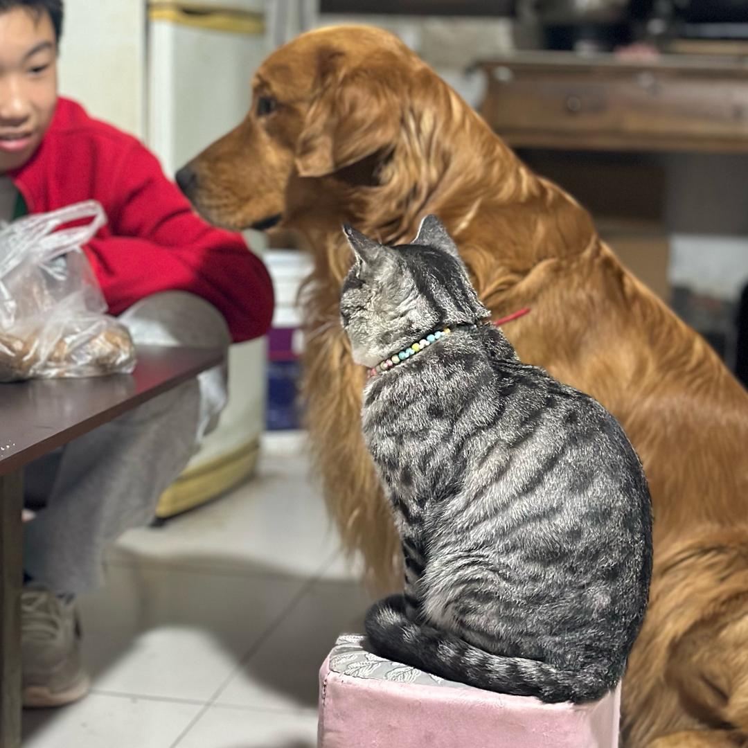 皮蛋，我爱我家狗