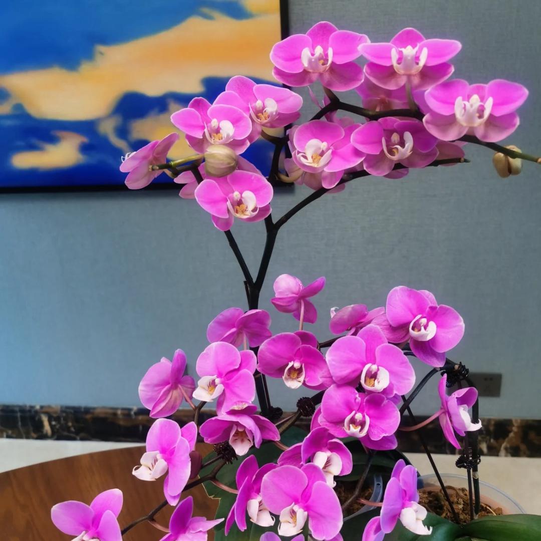 南桃花源-蝴蝶兰